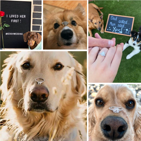 Puppy Proposals Puppy Proposals